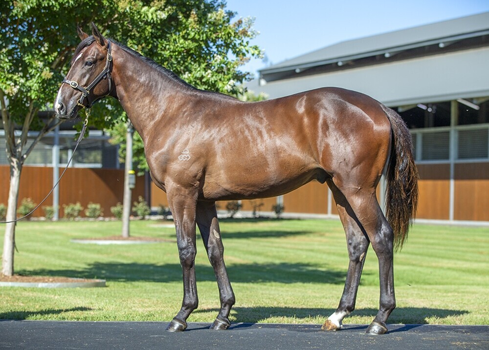 Un-named (Snitzel – Nordique)