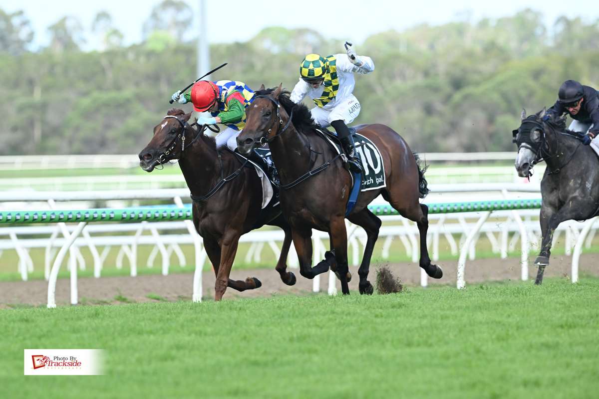 Goldarnie shows grit in Sunshine Coast Boxing Day win